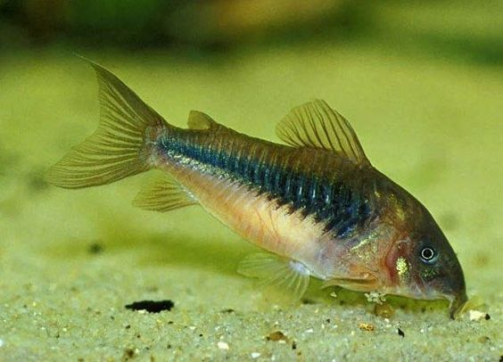 Pictured, A Bronze Corydoras catfish at the bottom of an aquarium