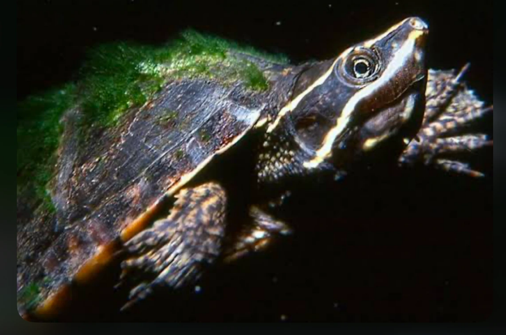 Algae growth on a Common Musk turtle - Image by The Land Between
