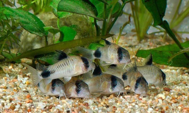 Panda Corydoras in their aquascaped planted tank