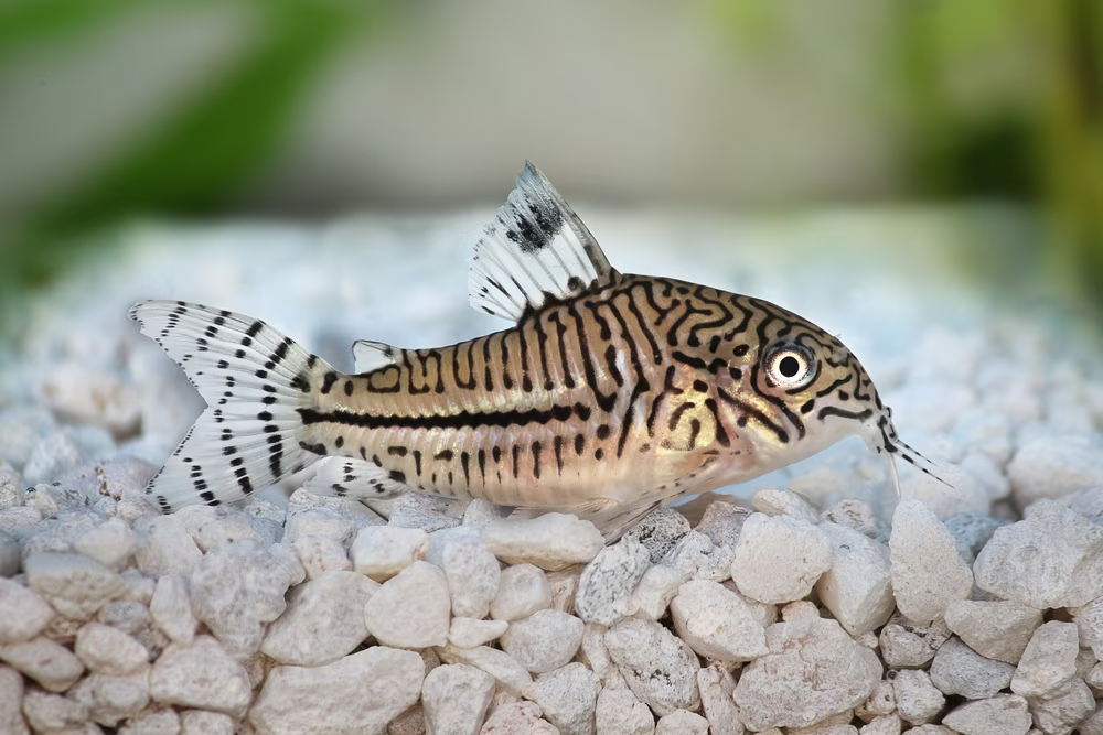 A Corydoras Catfish swimming over rocky substrate 