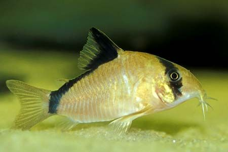 Pictured, A Bandit Corydoras at the bottom of a tank