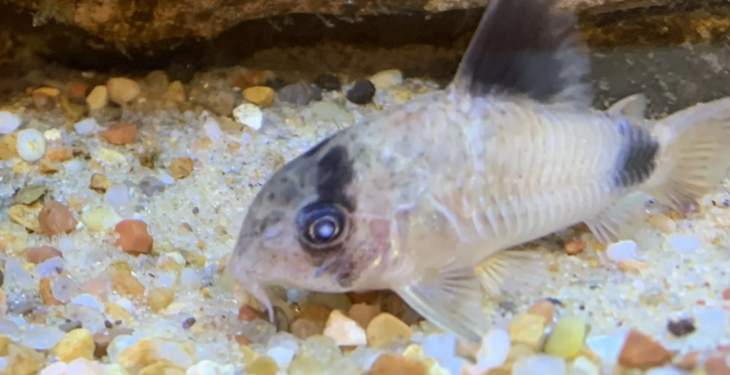 Panda Corydoras exhibiting Barbel erosion