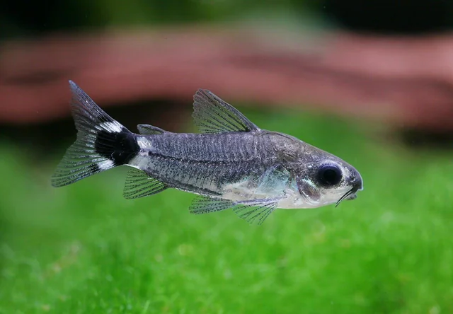 Pictured A Dwarf Corydoras catfish swimming through plants in a tank