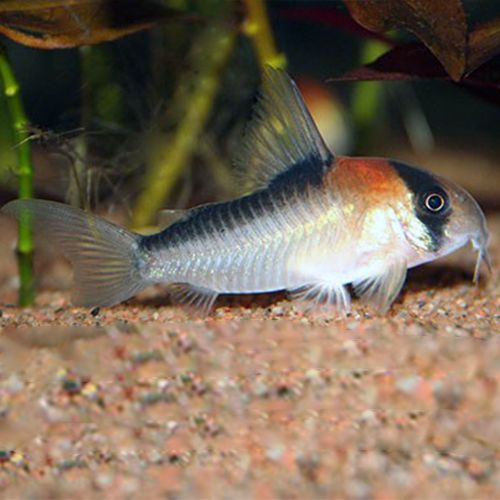 Pictured, An Adolfo Corydoras catfish resting at the bottom of a tank