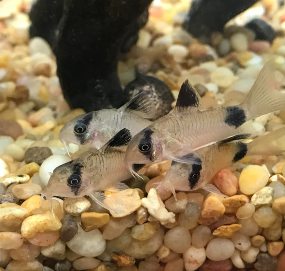 Panda Coydoras schooling happily