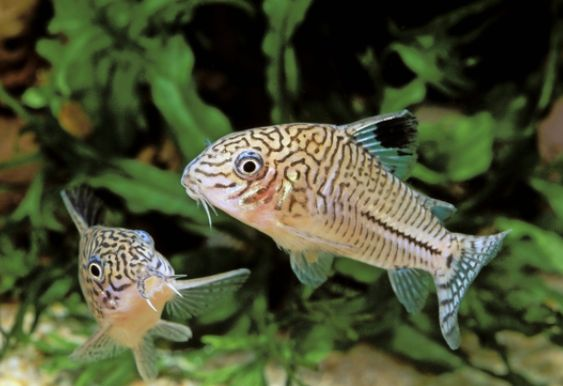 Pictured, Two Three Striped Corydoras swimming in a planted tank