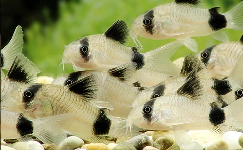 Panda Corydoras schooling in a large group