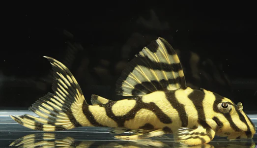 A close up image of a healthy Leopard Frog Pleco