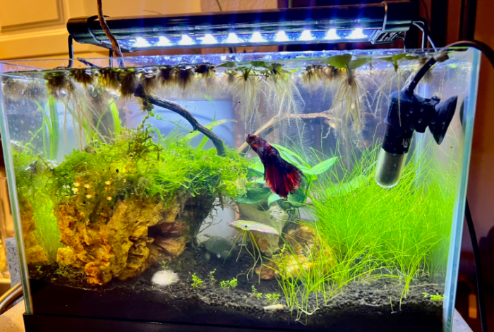 Planted 5 gallon aquarium housing a Betta Fish