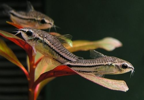 Pictured, Pygmy Corydoras resting on an aquarium plant