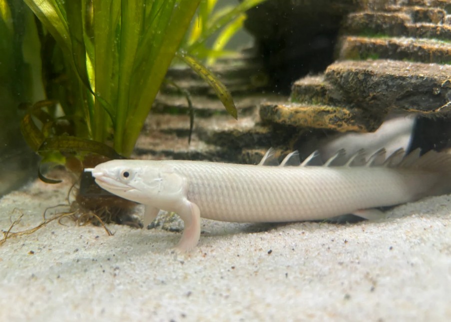 A white birchir resting at the bottom of its tank.