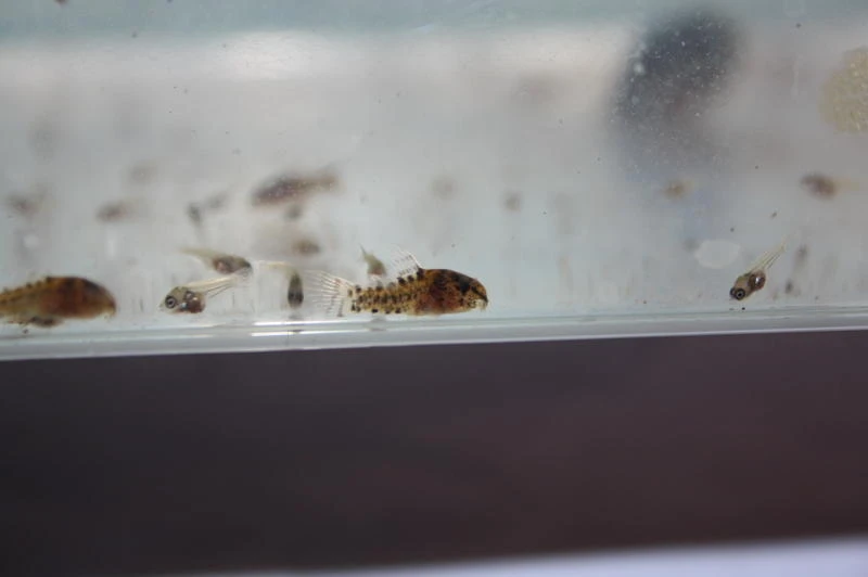 Corydoras sterbai can reproduce in home aquariums with the right care 