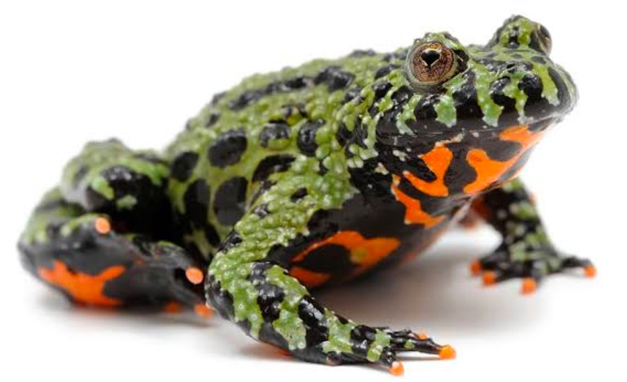 Oriental Fire-Bellied Toad on white background.