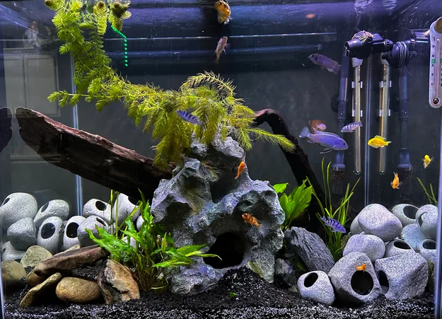 Beautifully rock scaped cichlid aquarium