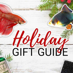 11 Perfect Holiday Gifts for Fishkeepers