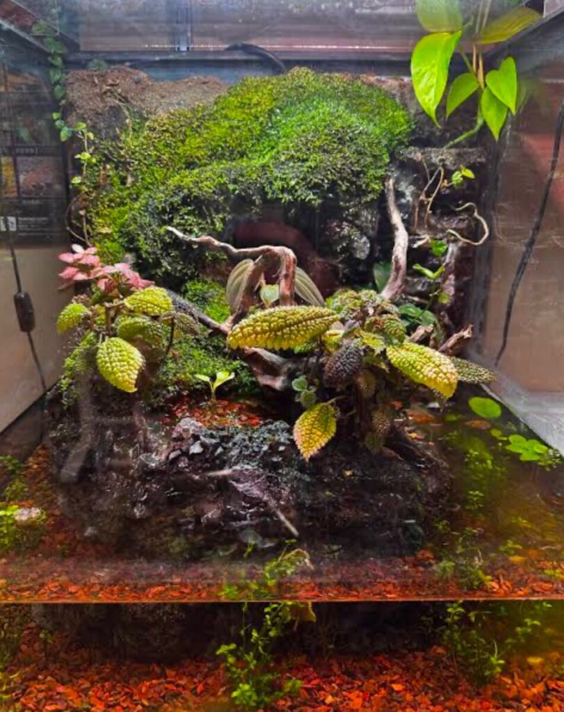 An medium sized encloser with the bottom quarter filled with one that surrounds a mass of land that includes rocky green hiding and climbing areas.