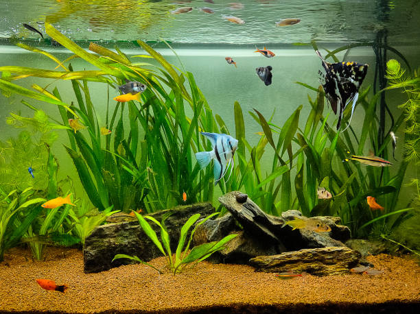 beautiful fish swimming in a planted tropical freshwater aquarium