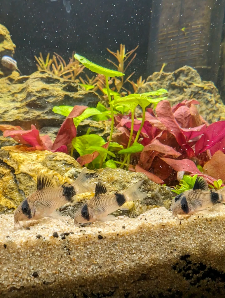 Panda Corydoras sifting through sandy substrate to feed on left over food