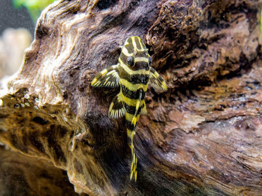 L134 Leopard Frog Pleco on Driftwood in its Planted Aquarium