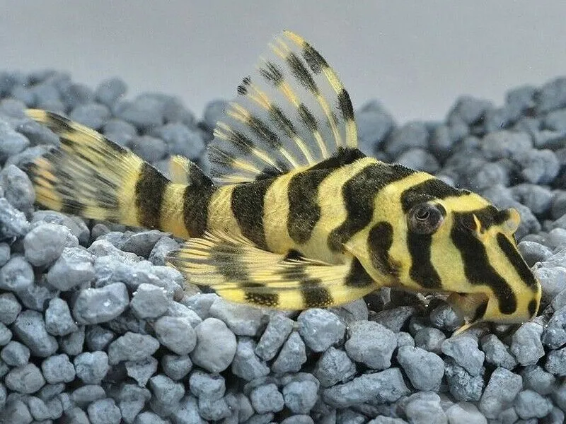 Leopard Frog Pleco with more yellow stripes than black resting