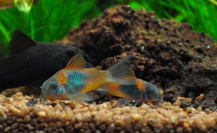 Pictured, Venezuelan Corydoras
