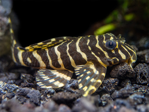 Leopard Pleco with dominant dark brown stripes