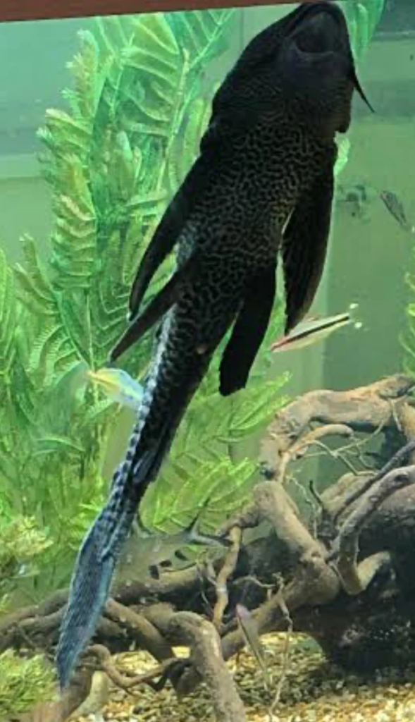 Large Plecos are not compatible with Musk Turtles