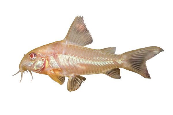 Corydoras Catfish are compatible species with Leopard Frog Pleco