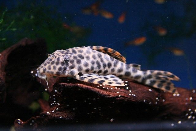 Adult Peckoltia oligospila