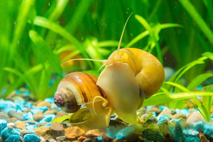 Mystery Snails - Are They Good For Your Fish Tank?