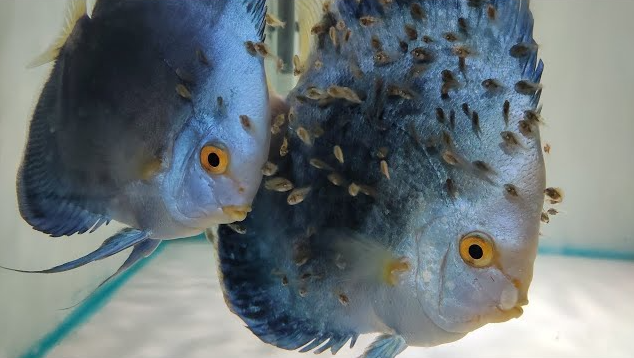 Pictured, Blue Diamond Discus Pair with their Fry