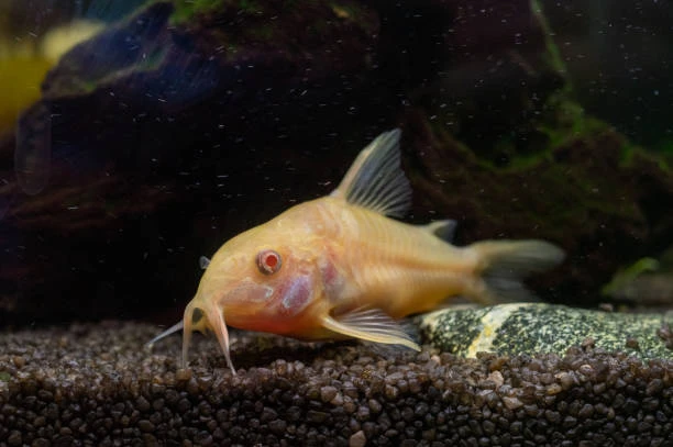 Albino Corydoras is a variant of the Bronze corydoras (Corydoras aeneus) species