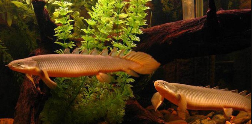 Two happy and healthy Birchir swimming in their well aquascaped tank.