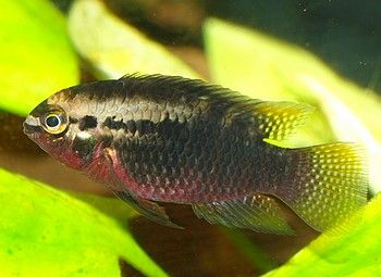Pictured, A Redbreasted Acara hiding between aquarium plants 