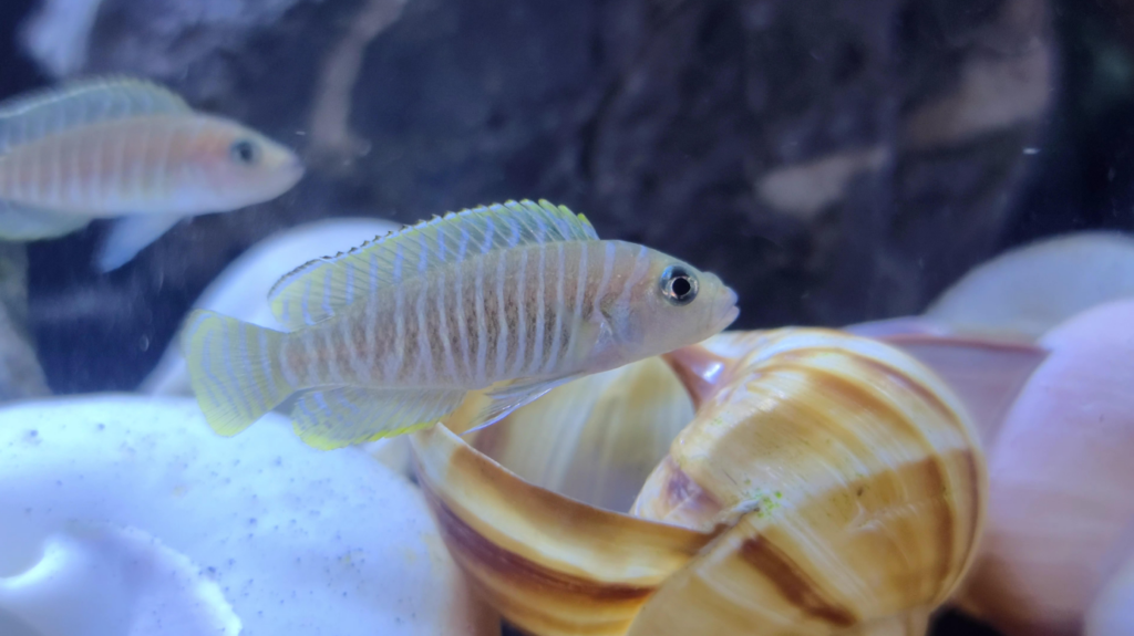 Pictured, the Lamprologus Brevis flaunting its distinctive iridescent pattern