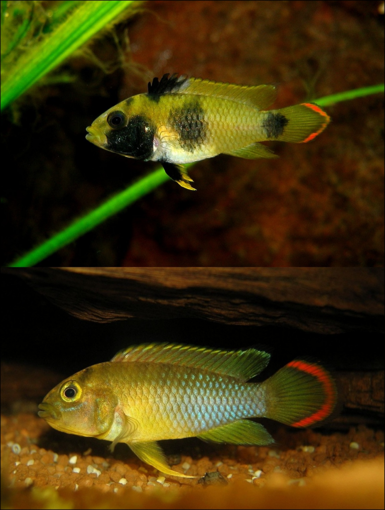 Pictured, Male and Female panda dwarf cichlid