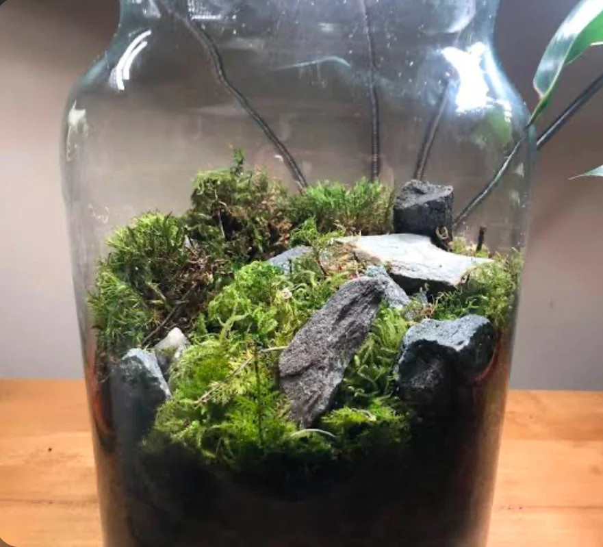A well carpeted jarrarium.