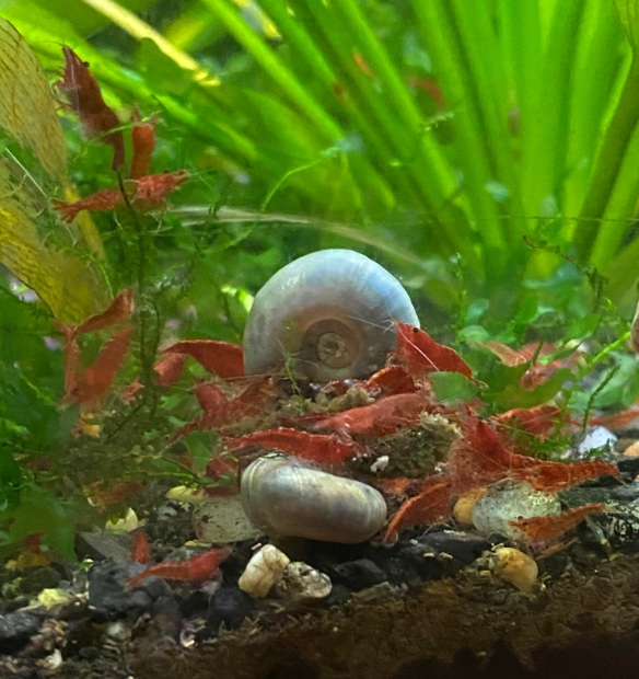 Ramshorn Snails and Red Cherry Shrimp cleaning algae and waste in their planted nano aquarium