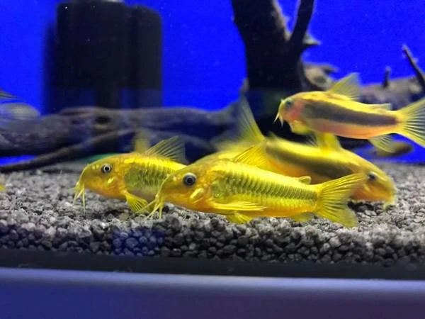 Breeding community of Gold Laser Corydoras