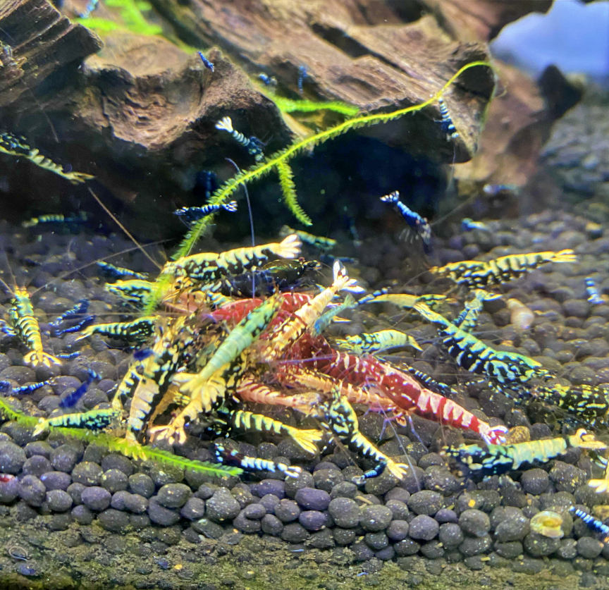 Pictured, a mixed Caridina tank