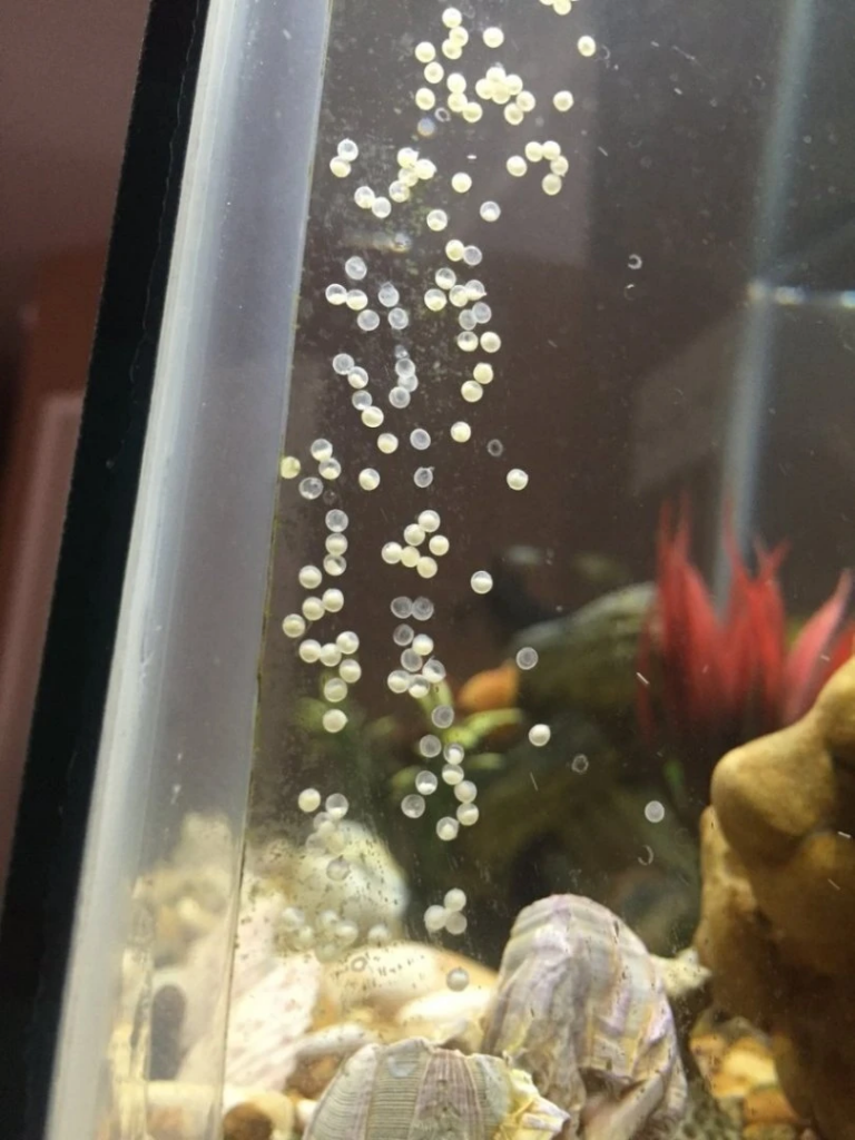 Gold Laser Cory Eggs on a glass surface 