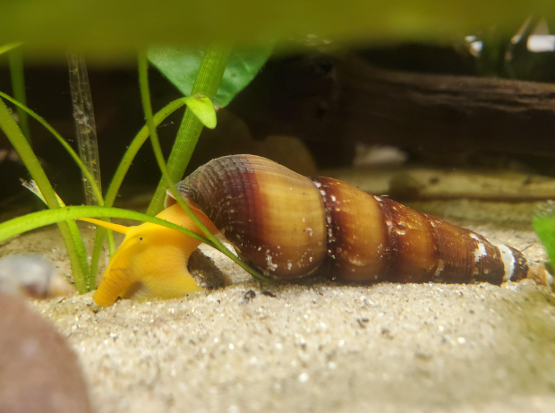 Rabbit Snail Searching for food in a planted tank