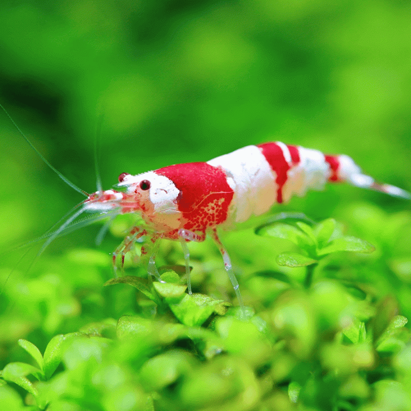 Pictured, a Crystal Red shrimp frolicking in plants