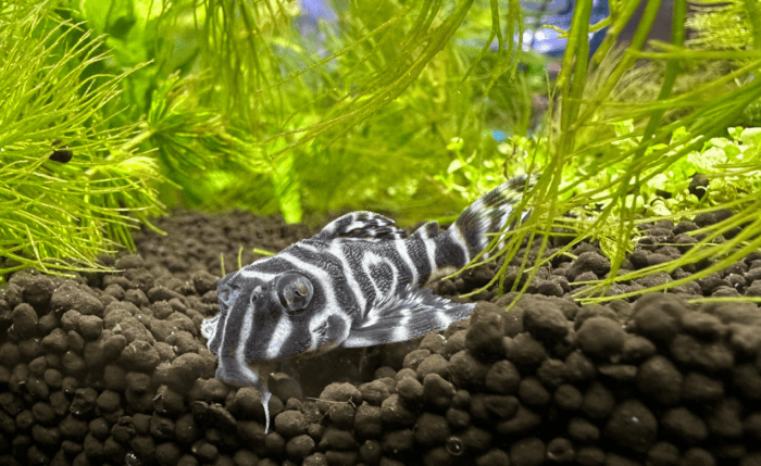 Zebra Pleco