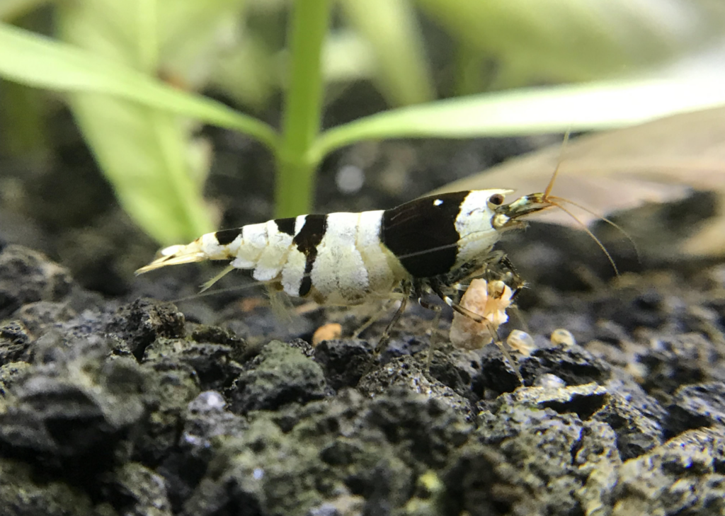 Pictured, a Crystal Black shrimp having a snack