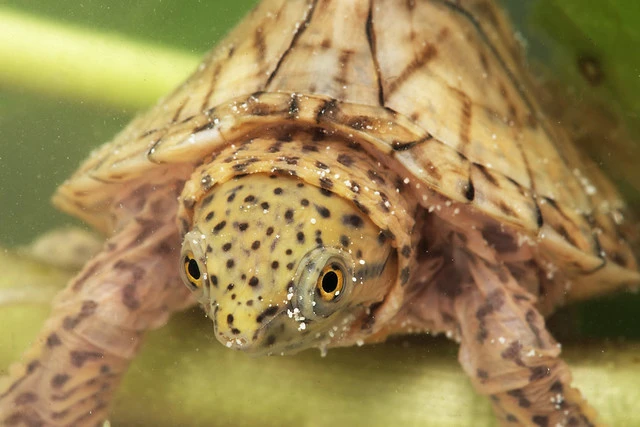 A Razorback Musk Turtle - Image by Herps Of Arkansas