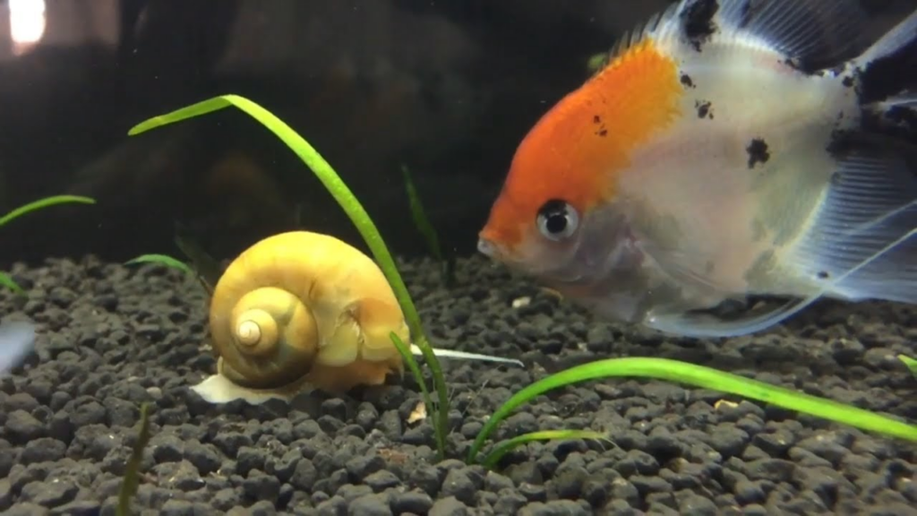 Golden Mystery Snail in an Angelfish community tank