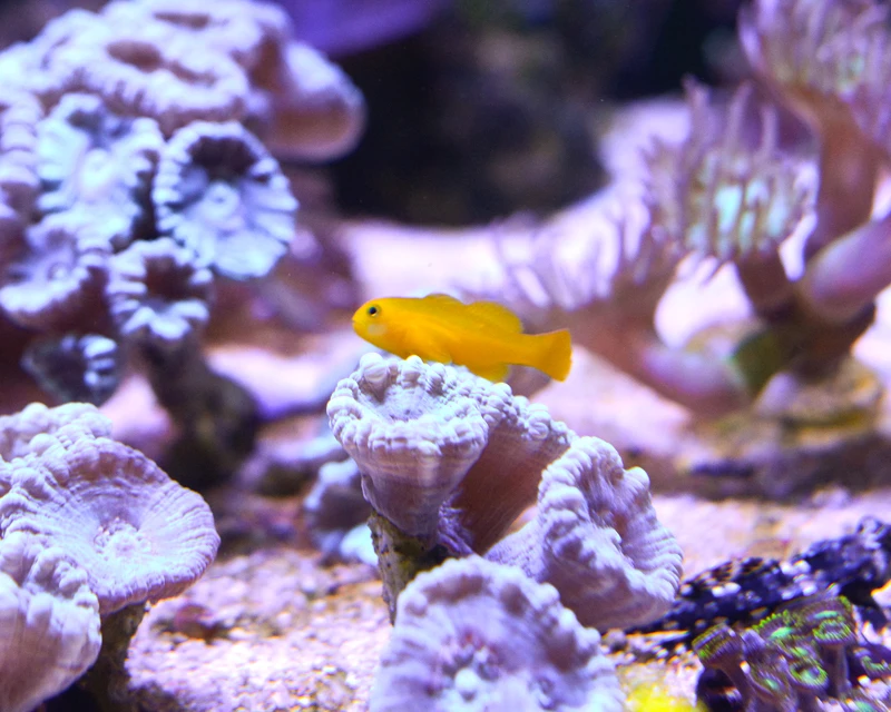Is Clown Goby Reef Safe?