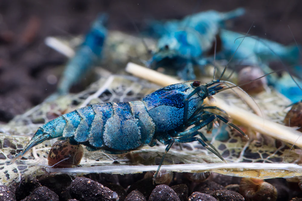 Pictured, a Blue Bolt Shrimp on substrates in an aquarium