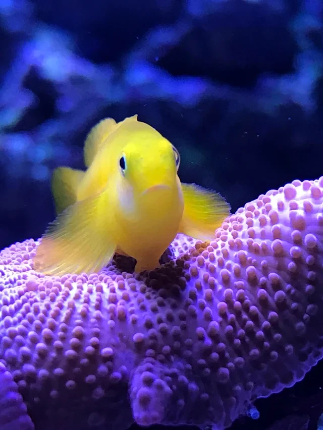 Reproduction and Egg-Laying Behavior in a Reef Tank
